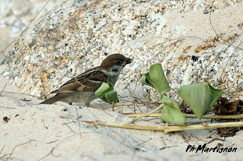 Eurasian Tree Sparrow