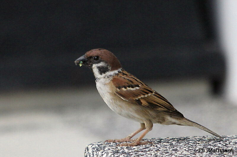 Eurasian Tree Sparrow