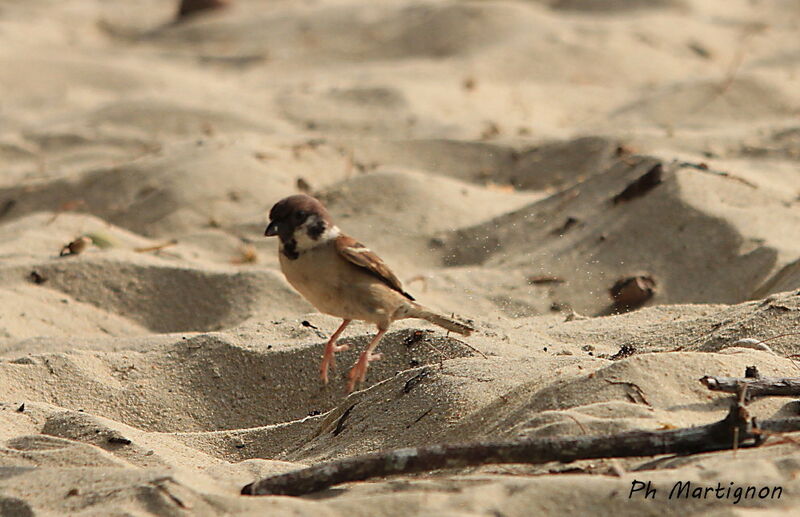 Moineau friquet, identification, marche