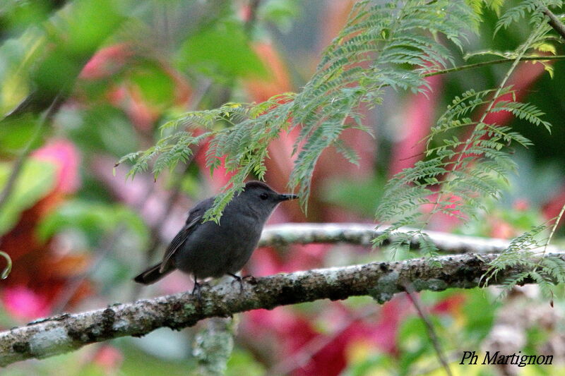 Grey Catbird male