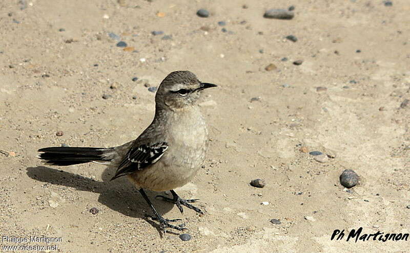 Patagonian Mockingbirdadult