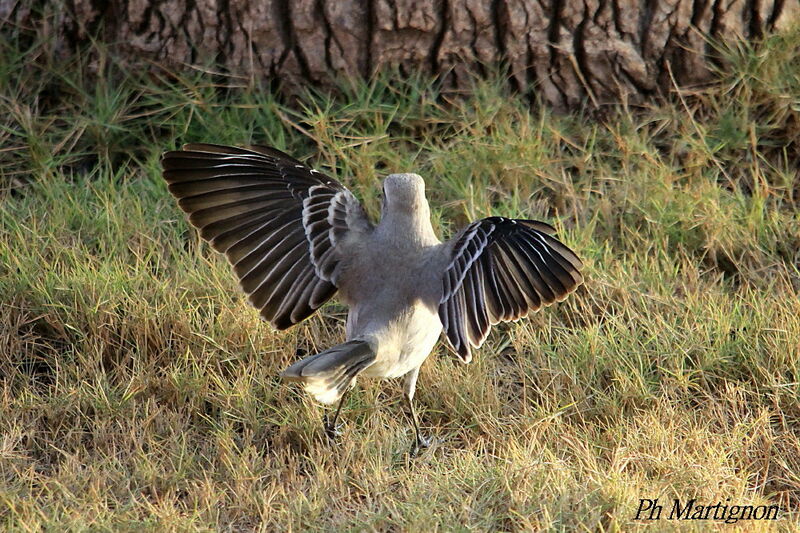 Moqueur des savanes, identification