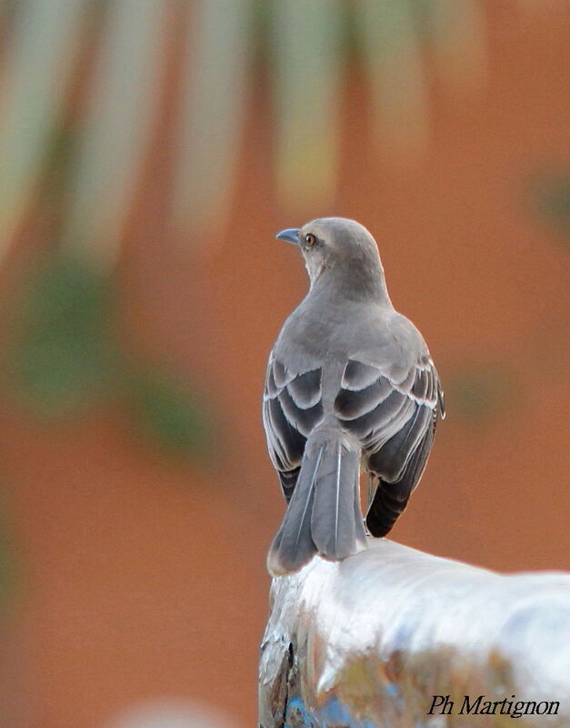 Moqueur des savanes, identification