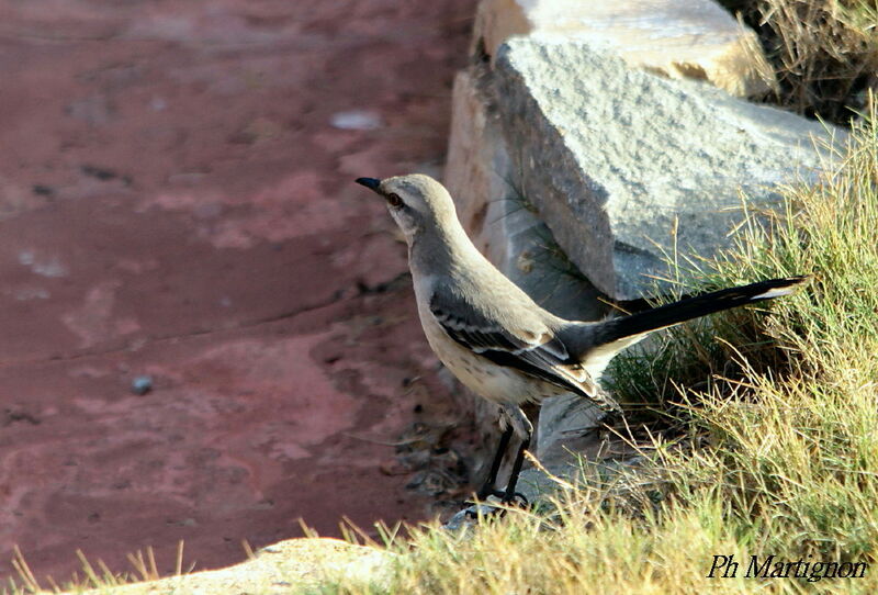 Moqueur des savanes, identification