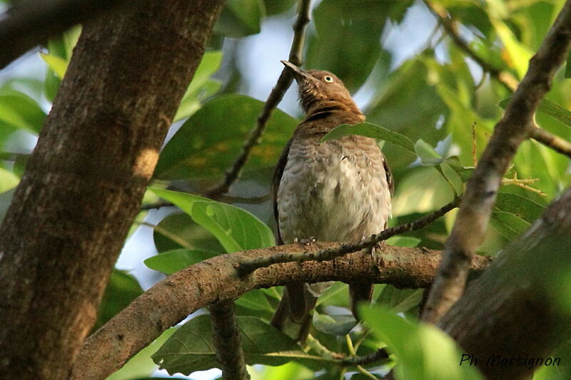 Moqueur grivotte, identification