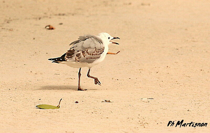 Silver Gulljuvenile