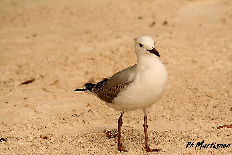 Mouette argentéejuvénile