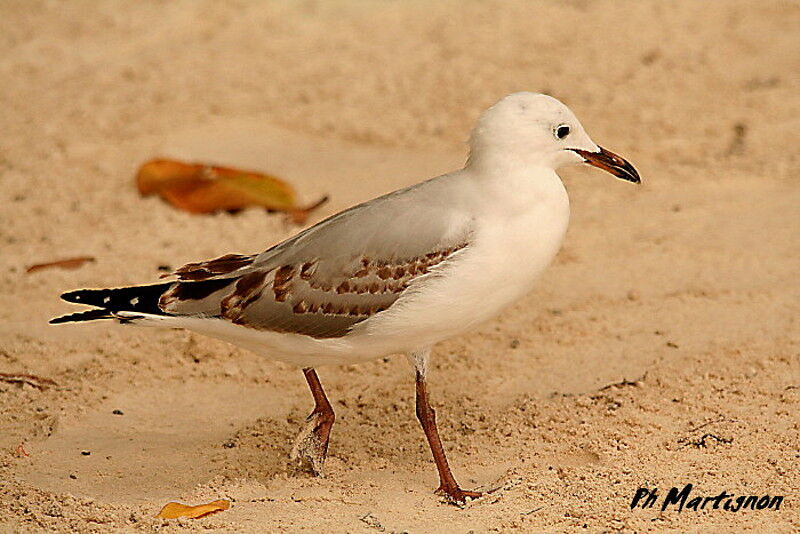 Mouette argentéejuvénile