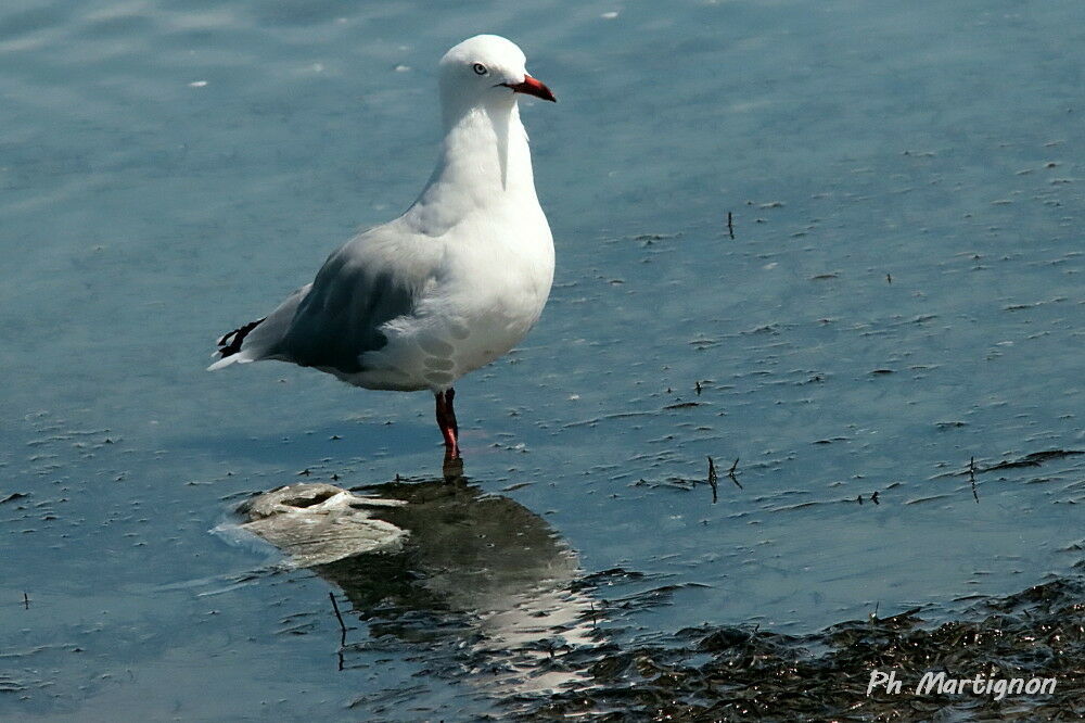 Mouette argentée, identification