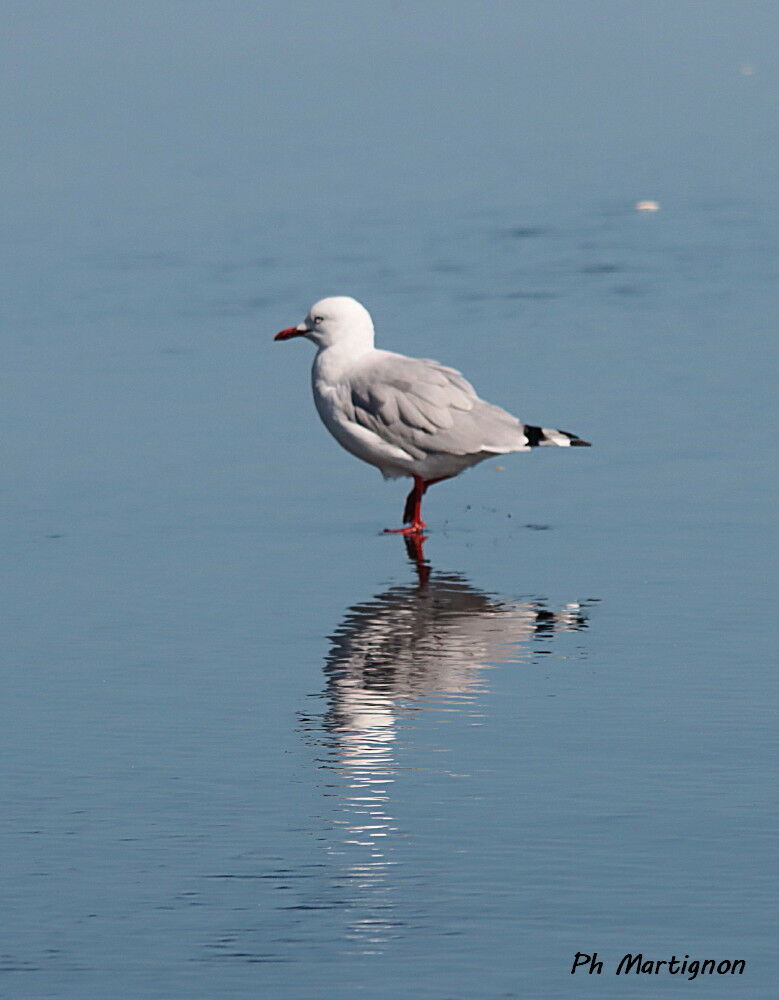 Mouette argentée, identification