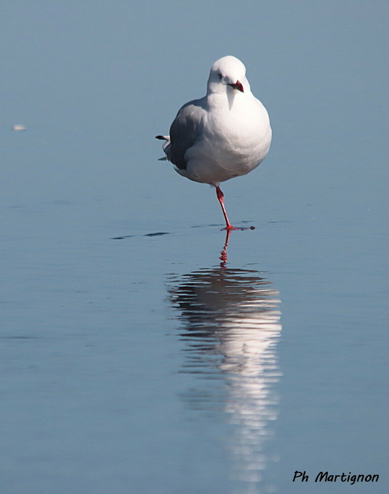 Mouette argentée, identification