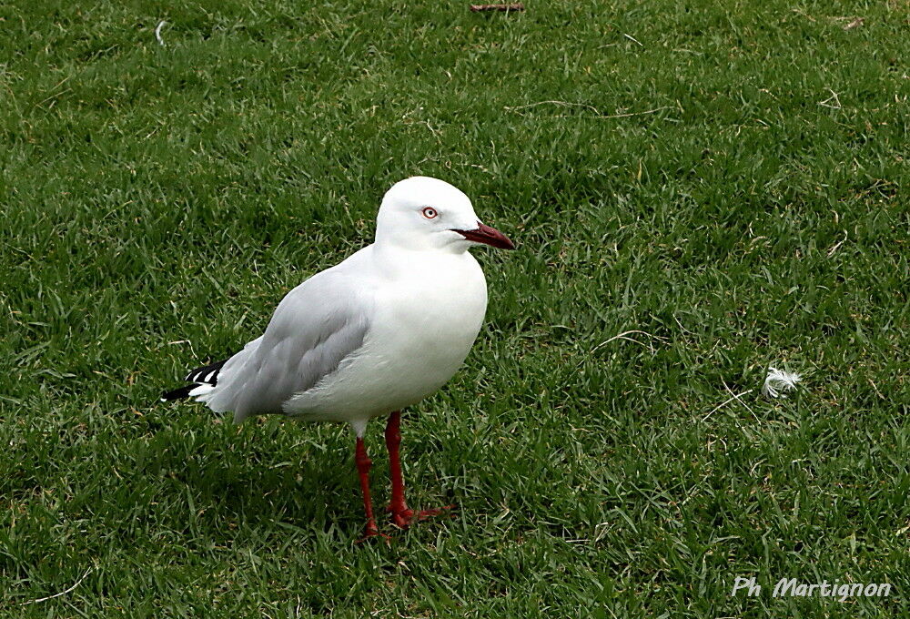 Mouette argentée, identification