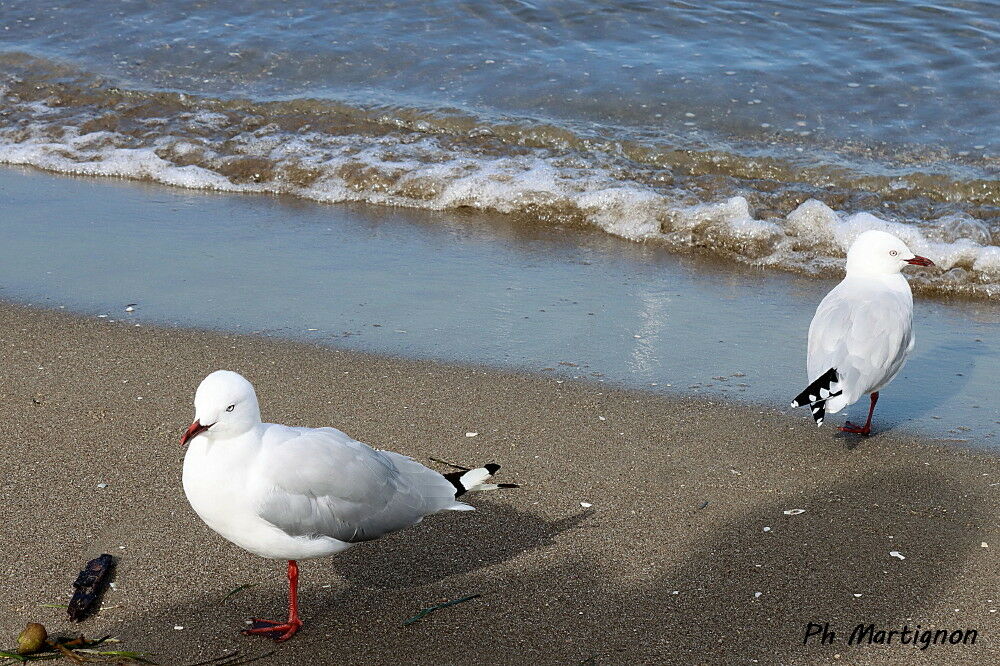 Mouette argentée, identification