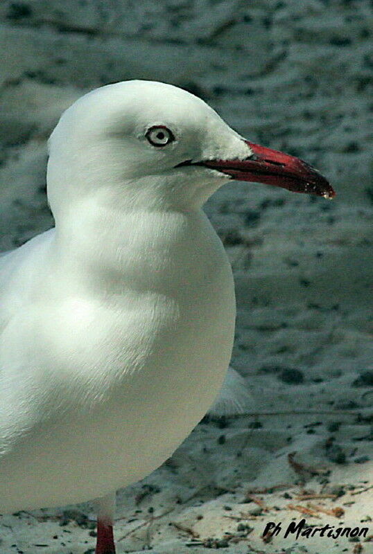 Silver Gull