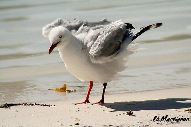 Silver Gull