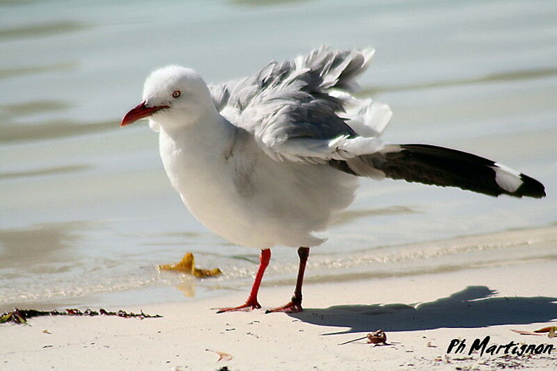 Mouette argentée