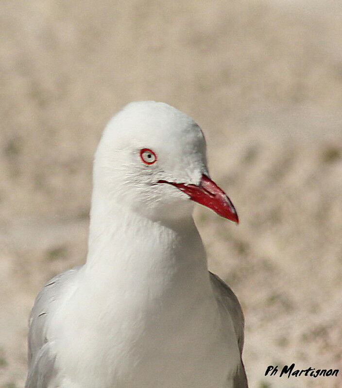 Silver Gull