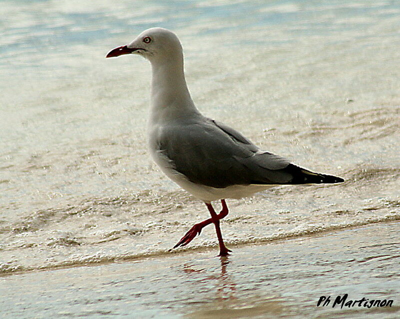 Silver Gull