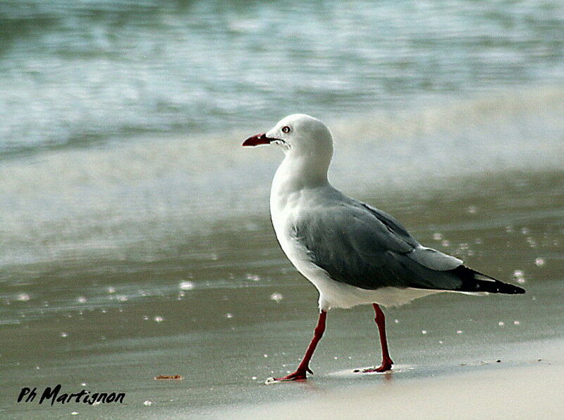 Mouette argentée