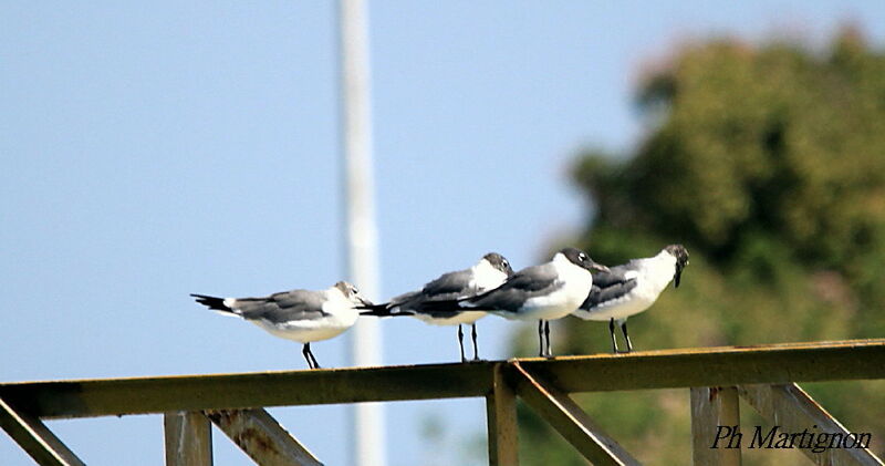 Mouette atricille