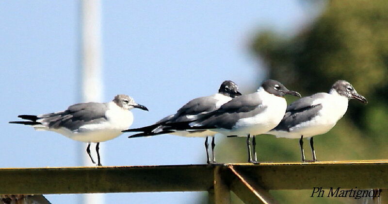 Mouette atricille