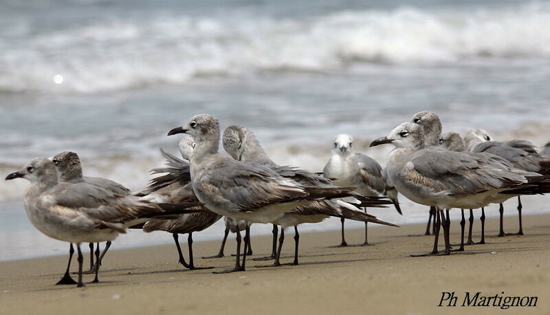 Mouette atricille