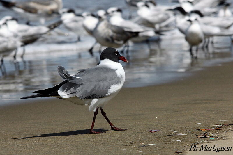 Laughing Gull, identification