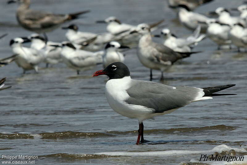 Mouette atricilleadulte nuptial, identification