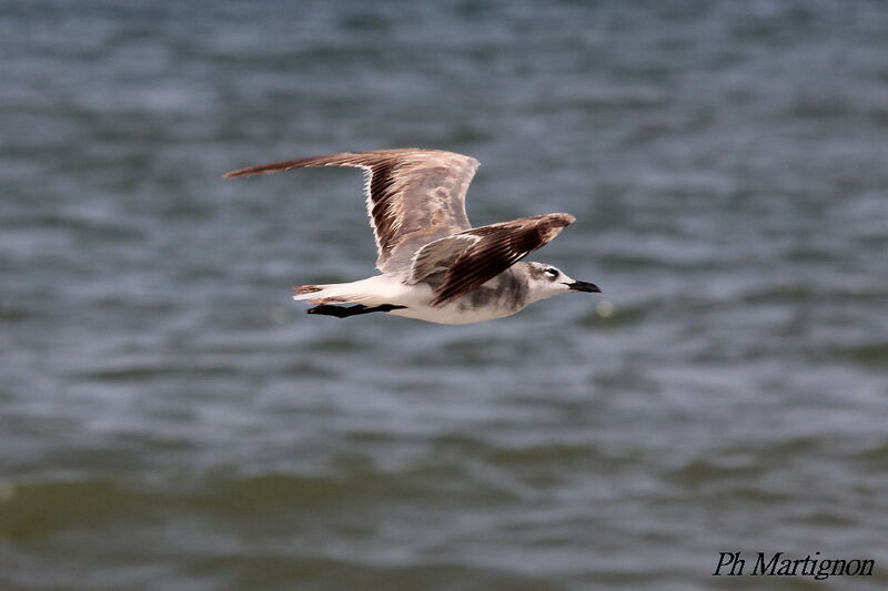 Laughing Gull, Flight