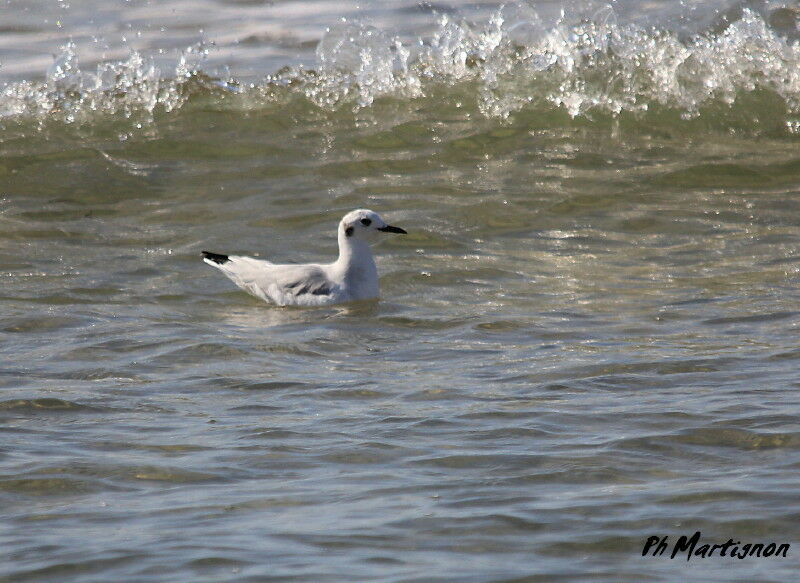 Bonaparte's Gull