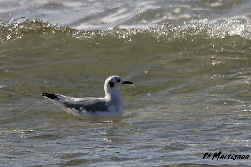 Mouette de Bonaparte