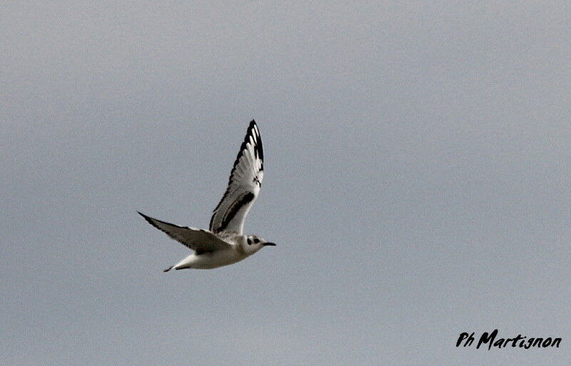 Mouette de Bonaparte