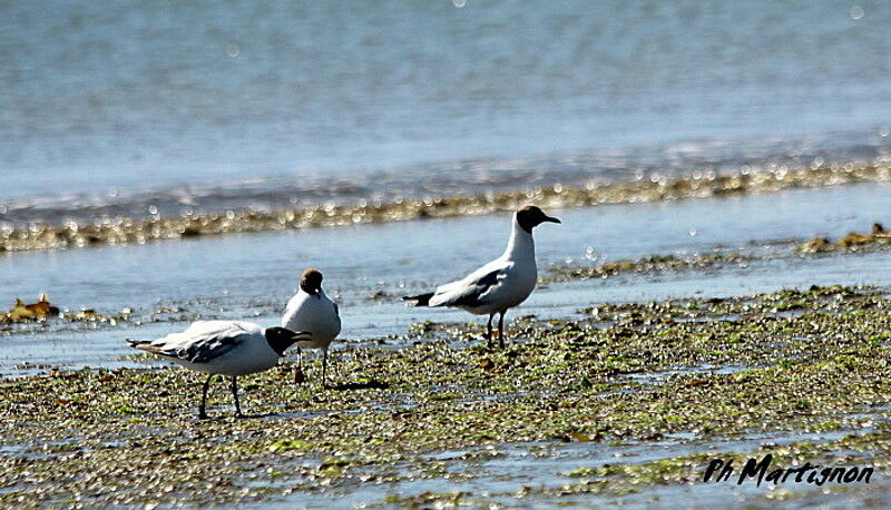 Brown-hooded Gull