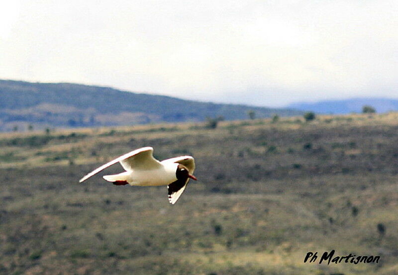 Brown-hooded Gull