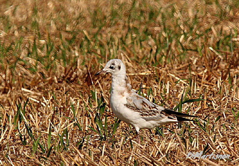 Black-headed GullFirst year, identification