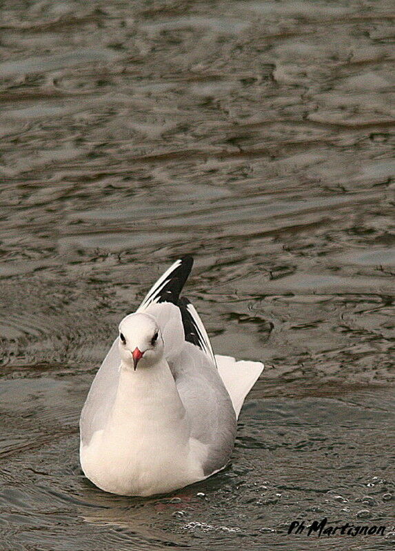 Mouette rieuse, identification