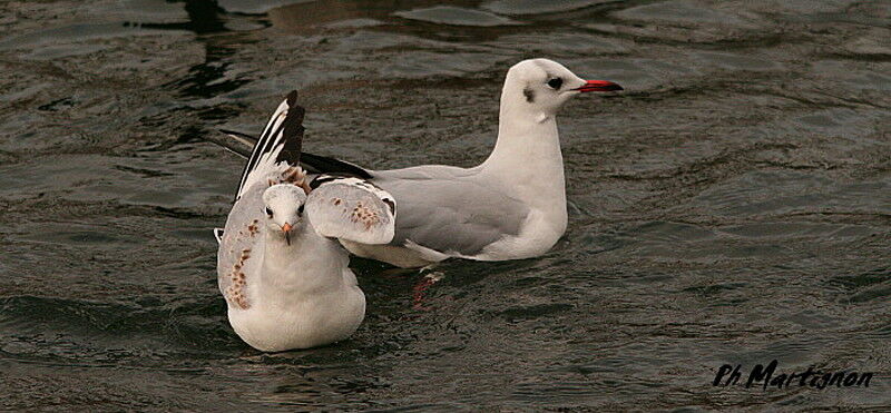 Black-headed GullFirst year, identification