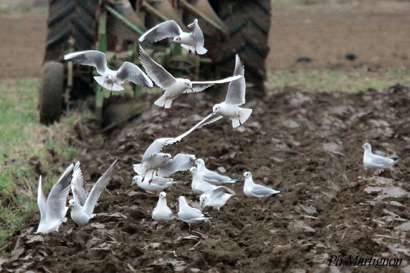 Black-headed Gull, Flight, eats