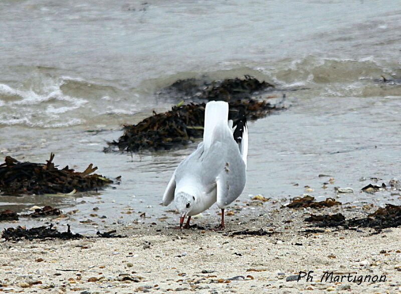 Black-headed Gull, identification, eats