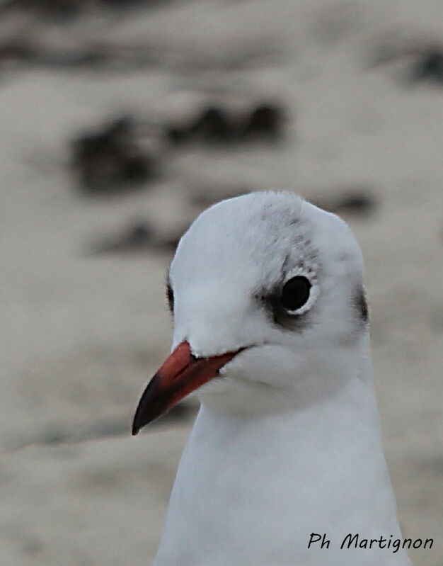 Mouette rieuse, identification