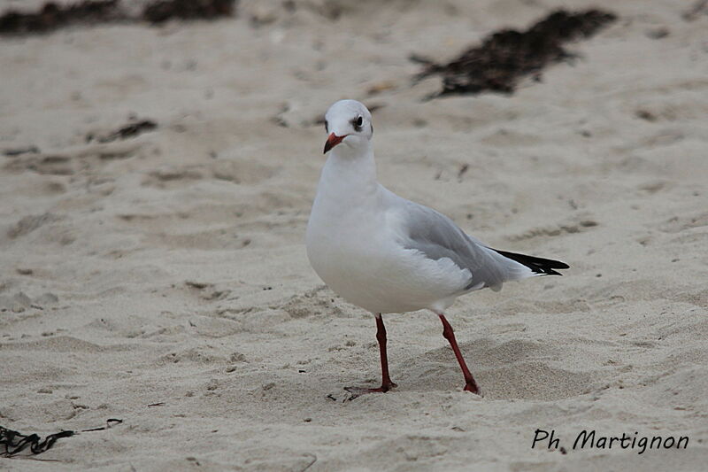 Black-headed Gull, identification