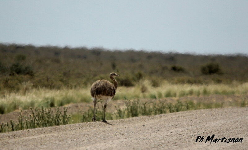 Lesser Rhea