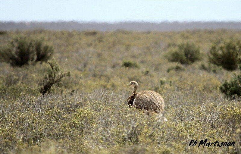 Lesser Rhea