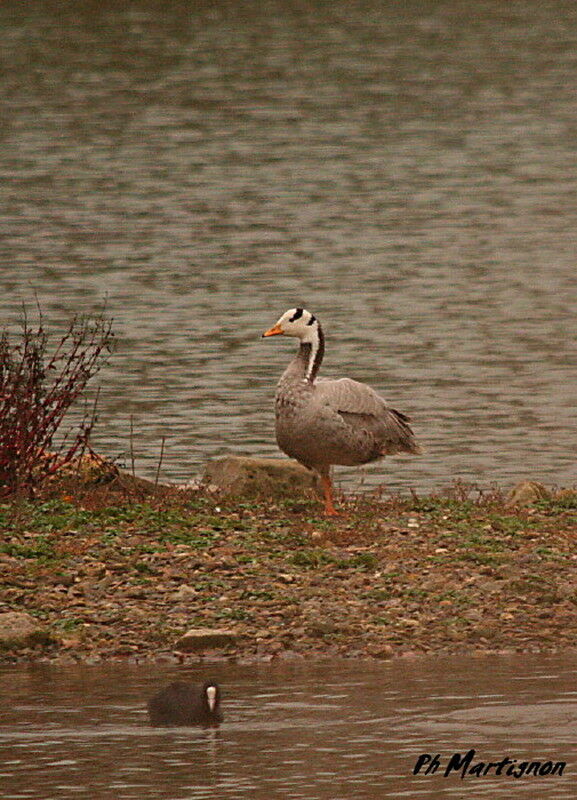 Bar-headed Goose