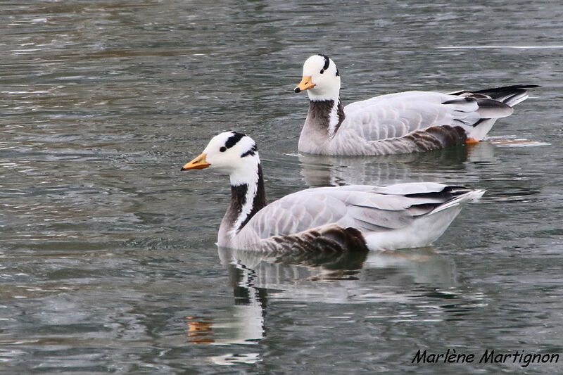 Bar-headed Goose, identification