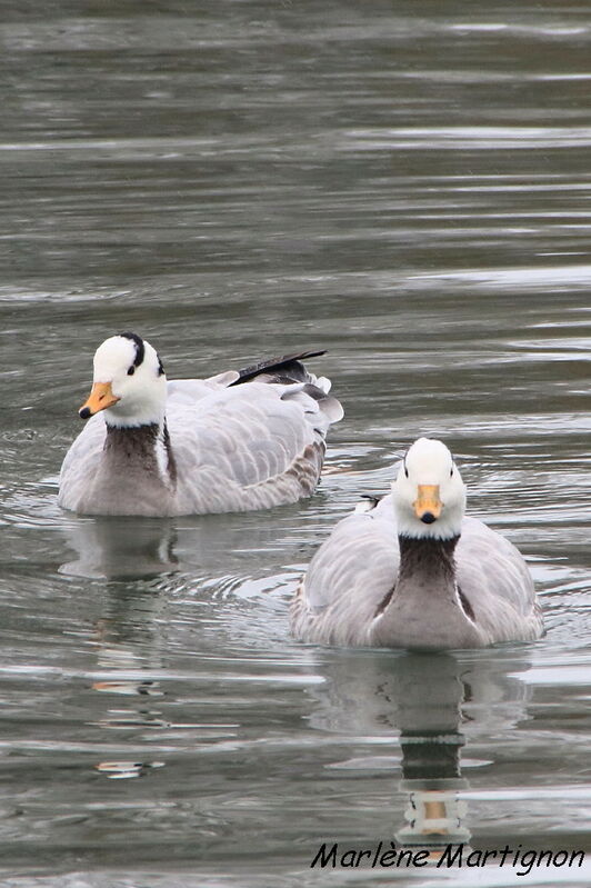 Bar-headed Goose, identification