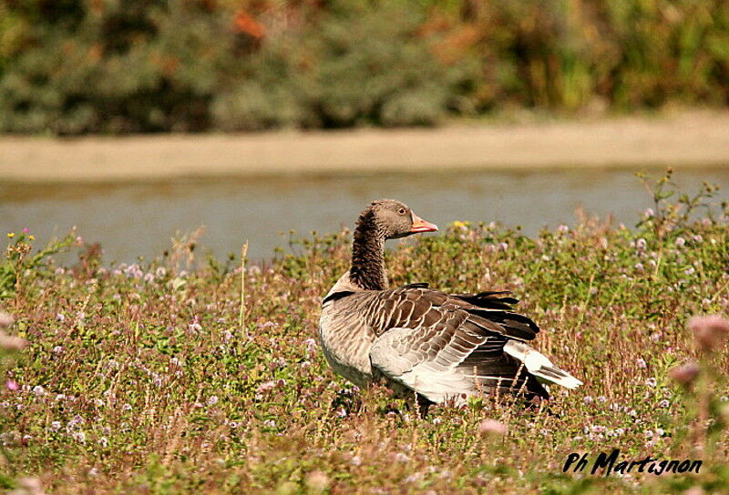 Greylag Goose, identification