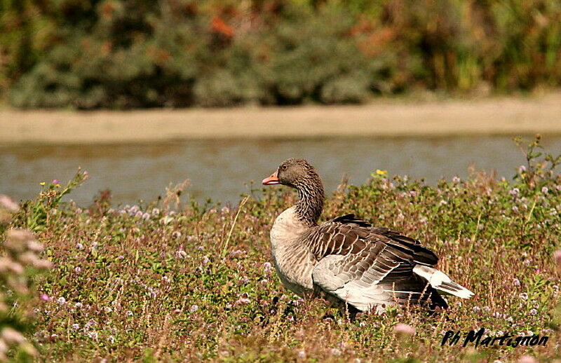 Oie cendrée, identification