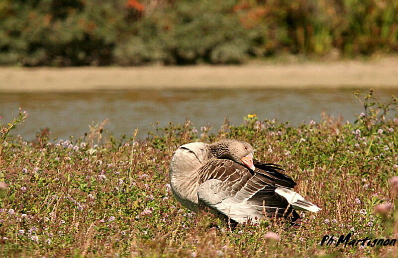 Oie cendrée, identification