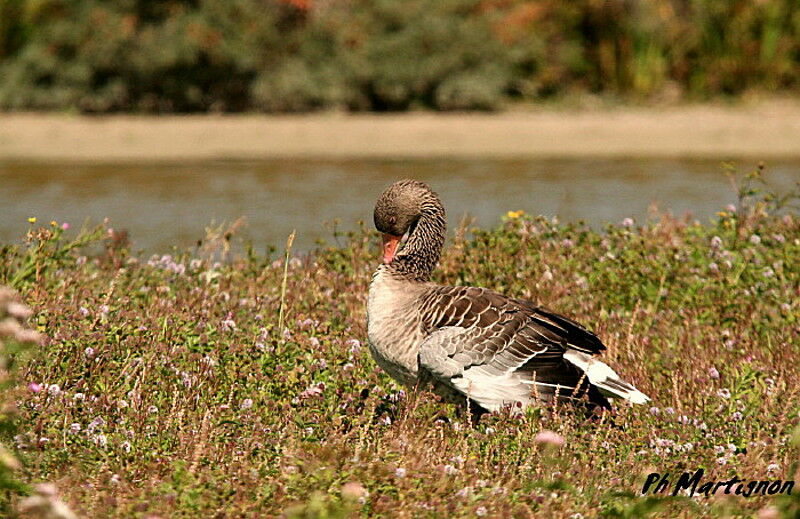 Oie cendrée, identification